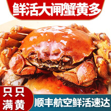 【活蟹】蟹爵六月黄大闸蟹鲜活螃蟹 特大河蟹 小螃蟹 生鲜海鲜 六月黄（1.2-1.5两）16只