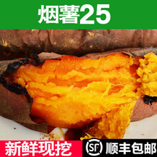 地瓜红薯蜜薯糖心沙地薯烟署25黄心山芋番薯新鲜蔬菜3斤5斤 【现挖】3斤大果