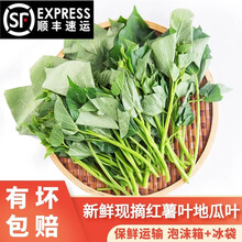 【顺丰配送】闵家山  现采现发 新鲜番薯叶农家自种蔬菜 红薯叶4斤(实惠装)