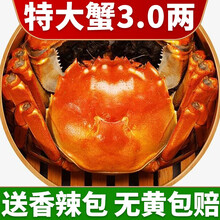 【活蟹】中阳湖大闸蟹鲜活 六月黄螃蟹 特大蟹鲜活海鲜  活物实体河蟹小螃蟹 六月黄（1.8-2.2两）12只