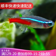 鱼官儿 热带观赏鱼红绿灯科鱼活体宠物小型淡水鱼群游灯鱼 红绿灯30条