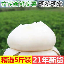 新鲜凉薯时令土瓜1/9斤孕妇蔬菜豆薯农家红土白沙地瓜小番薯 9斤