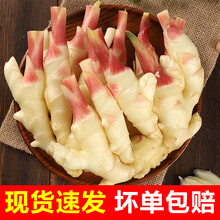 新鲜嫩姜生姜仔姜子嫩姜芽现挖红芽姜泡姜5斤 1500g