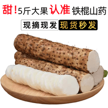 铁棍山药 糯米淮山药粉糯小白嘴加粗铁山药新鲜蔬菜河北 【精选】5斤垆土铁棍