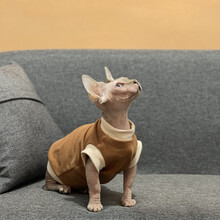 无毛猫衣服纯棉夏季售完无补斯芬克斯猫衣服防过敏德文衣服 巧克力色背心 XS