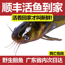 【死鱼包赔】鲜活黄骨鱼黄辣丁黄颡鱼生态河源万绿湖食用鲜活鱼昂公昂刺淡水鱼乡慕鱼活体 1斤 宰杀冰鲜