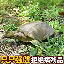 外塘大甲鱼活体生态王八中华鳖鲜活老鳖团鱼 姬美食尚 2.5斤