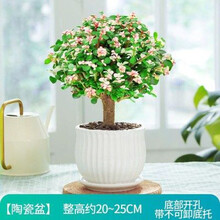 奈园 Ny 多肉植物 京东