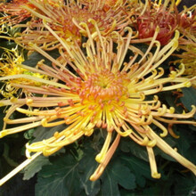 花种子万寿菊种子200粒菊花种子庭院阳台易种易活花籽 鸳鸯200粒