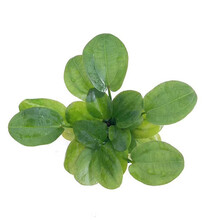 美人雾 坨草陀草真水草活体坨草 鱼缸水草泥 活水草 小鱼缸造景 苹果象耳坨草 1坨 