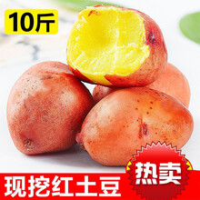 云南红皮小土豆新鲜应季蔬菜10斤马铃薯农黄心5斤 鸡蛋大10斤】