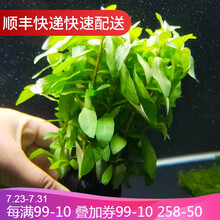 鱼官儿 水草活体鱼缸水草中后景真水草鱼缸造景阳性活水草 青叶坨草 1坨（坨直径4cm左右）