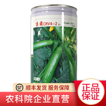北京农科院京研京珠玉珠2号京葫2号西葫芦杂交一代种子四季蔬菜非转基因种籽家庭园艺休闲室内外 西葫芦京葫CRV4-2100克