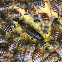 中蜂蜂王种王优质种良种高产蜜蜂蜂王活体产卵王双色杂交处女王 仓王产卵王
