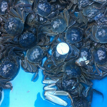 【活蟹】六月黄鲜活全母公小螃蟹大闸蟹海鲜水产蟹类 普米加罗 一元蟹20加10只共30只(不)