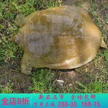 【冷藏发货】大甲鱼活体黄沙鳖生态王八水产中华鳖鳖苗鲜活团 莫尔加德 合计2.5斤装整箱【】