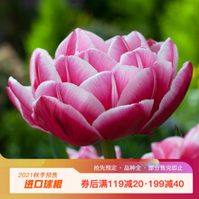 【虹越】2021荷兰进口郁金香种球 5度球3球装 阳台庭院多年生球根花卉预售 哥伦布 （预计11月底发货）