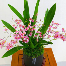 超低价 大凤素 兰花 浓香型 四季兰苗满屋飘香 粉花 梦香6苗6支花