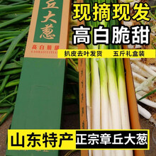 山东章丘大葱新鲜蔬菜10甜葱蘸酱5礼盒装铁杆 2500g礼盒