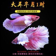 展示级泰国斗鱼半月将军狮王马尾斗鱼活鱼清道夫热带活体观赏鱼 大耳半月1对繁殖