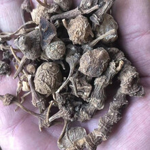 西藏野生藏三七可代打粉(西藏直发)下单赠送红礼品 500g