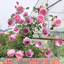 蝶遇 爬藤月季蔷薇花苗大花浓香庭院四季种易活藤本花卉植物阳台盆栽玫瑰花 自由精神 大苗1-1.3米高多分枝