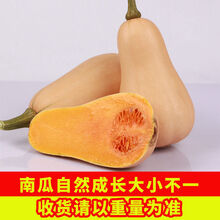 爆甜新鲜奶油南瓜10斤孕妇婴儿辅食小南瓜甜面板栗贝贝老南瓜5斤 【超甜】奶油南瓜5斤