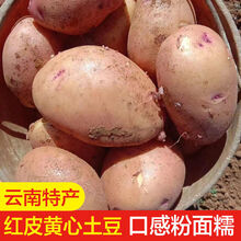云南高原红皮黄心土豆新鲜10斤 5斤 小土豆现挖洋芋马铃薯批发 带箱9.5-10斤