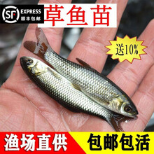 唐造草鱼苗鲩鱼苗鲫鱼苗活体淡水鱼塘养殖食用鱼苗活体放生活体饲料鱼龙鱼饲料 草鱼苗10-14厘米100条+10%防损