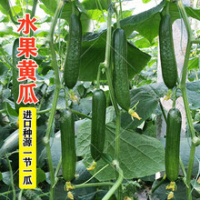 水果黄瓜种子蔬菜种子春季夏四季盆栽大田小黄瓜旱黄瓜种籽苗高产 水果黄瓜种子100粒