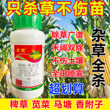 玉米专用除草剂苗后玉米地杂草专用剂封闭烟嘧磺隆莠去津禾阔双除 100ml