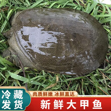 【冷藏发货】鲜活甲鱼 包活送达 公甲鱼活体王八中华老鳖 米金船卡 足斤3斤 整箱装(内2只)