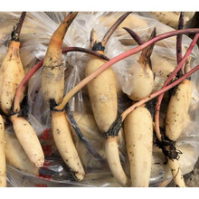 浅水藕种根莲藕种藕深水藕种苗高产莲藕种子荷花种子食用藕种藕苗盆栽观赏荷花苗荷花种根荷花莲 【白玉簪】高产藕带 不含盆