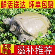 公雄大甲鱼鲜活活体食用团鱼海鲜鲜活王八中华鳖营养老鳖 诺斯食美 2.7斤 生态甲鱼(2.7-2.5)