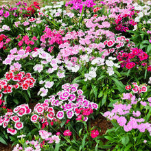 耐寒五彩石竹种子四季开花易种好活常夏石竹花种子多年生庭院阳台花籽 农民老史 常夏石竹1000粒