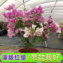 【带花 顺丰发货】重瓣三角梅盆栽树苗爬藤老桩带花苞发货室内外观花植物绿植花卉盆景 红缨【带花发货】 福建基地【含育苗盆土】