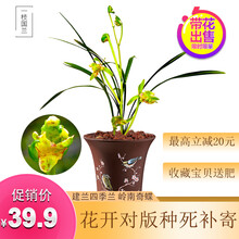 一枝国兰 精品建兰四季兰花苗 岭南奇蝶兰花苗带花苞室内外阳台好养鲜花卉兰花盆栽办公室绿植物盆景兰花草 6苗连体裸根带花苞，收藏配肥