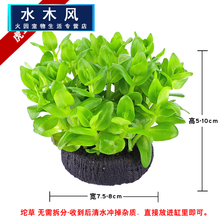 坨草水草淡水活体植物懒人爬地矮珍珠鱼缸造景装饰中后景套餐 虎儿大坨 买三送一