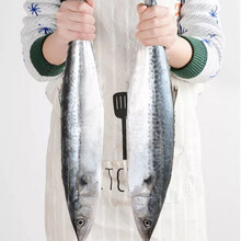 青岛大鲅鱼新鲜冷冻马鲛鱼鲜活海鲜鲅鱼馅咸鲐鲅鱼5斤顺丰发货  鲜木  鲜木 大号5斤 8两-1斤/条【5-7条】