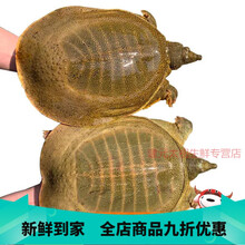 迈啃吱（MAIKENZHI）外塘大甲鱼活体外塘王八中华海鲜老鳖团水龟甲鱼 4斤【七年老鳖】 外塘青黄背