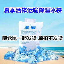 天弗宠具 小仓鼠活物布丁紫仓三线金丝熊宝宝宠物幼崽活体一对情侣（买冰袋才发货） 运输降温袋