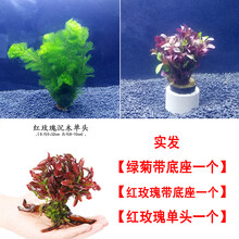 懒人沉木水草新手鱼缸造景淡水植物水榕活体水族箱增氧水下装饰草 红玫瑰沉木单头【套餐】