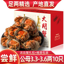 【活蟹】精选特大河蟹3.3-3.6两10只臻原生六月黄大闸蟹全公母鲜活螃蟹现货海鲜水产生鲜蟹类礼盒装