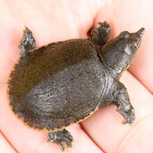 龟真寿 外塘甲鱼苗小甲鱼苗 王八苗中华鳖生态养殖 活体饲料 10只