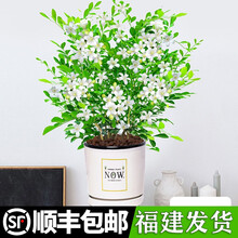 【顺丰发货】九里香盆栽植物盆景老桩树桩室内绿植驱蚊七里香带花浓香  九里香【5年苗浓香型】+【NOW白瓷盆】 含盆【当年开花】