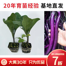 大禹 茄子苗种苗大全杭茄1号白茄青茄嫁接长茄鸡蛋茄菜苗秧秋季结阳台盆栽家庭种植 【肉质细嫩好吃】杭茄一号线茄苗 20棵