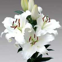 惜林园 百合花盆栽 香水百合种球带芽发货四季开花好养活室内室外绿植种子 白色种球3个