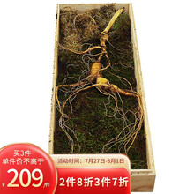 易天健 长白山野生带土新鲜人参 鲜山参野山参林下参礼盒装 煲汤泡酒 50g/2支