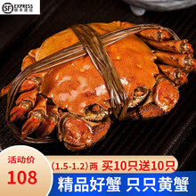 【活蟹】四合鲜 六月黄 大闸蟹螃蟹鲜活公母蟹现货河蟹大螃蟹 礼盒 六月黄 1.5-1.2两 10只送10只