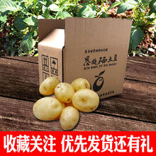 现挖恩施富硒小土豆新鲜迷你黄心农家自种洋芋马铃薯应季蔬菜批发 乒乓球至小鸡蛋左右大小 高山小土豆5斤装